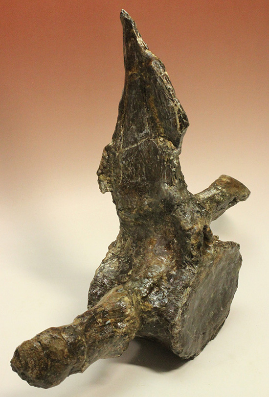 アメリカンネッシーこと首長竜エラスモサウルスの巨大&パーフェクトな脊椎骨化石(Elasmosaurus platyurus)(その3)