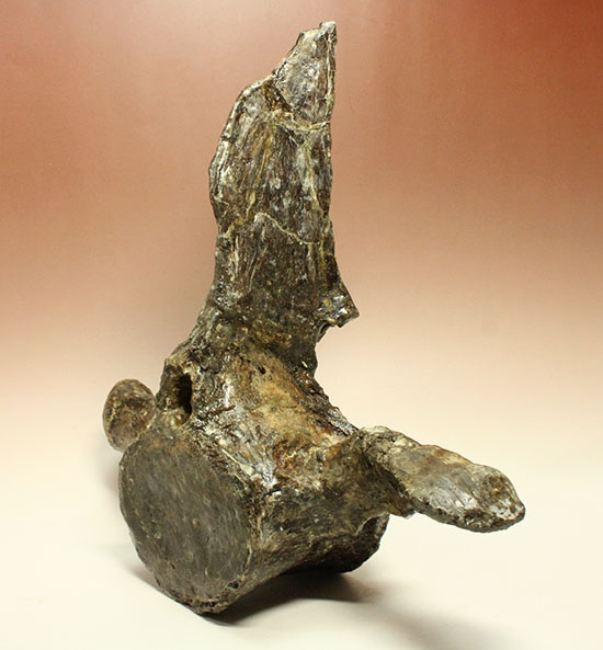 アメリカンネッシーこと首長竜エラスモサウルスの巨大&パーフェクトな脊椎骨化石(Elasmosaurus platyurus)(その4)