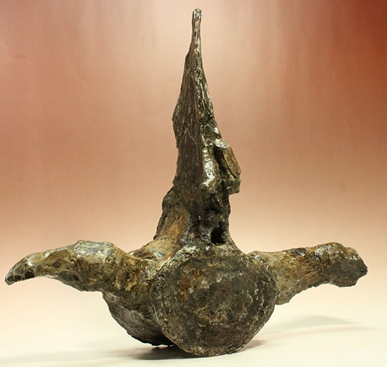 アメリカンネッシーこと首長竜エラスモサウルスの巨大&パーフェクトな脊椎骨化石(Elasmosaurus platyurus)(その5)