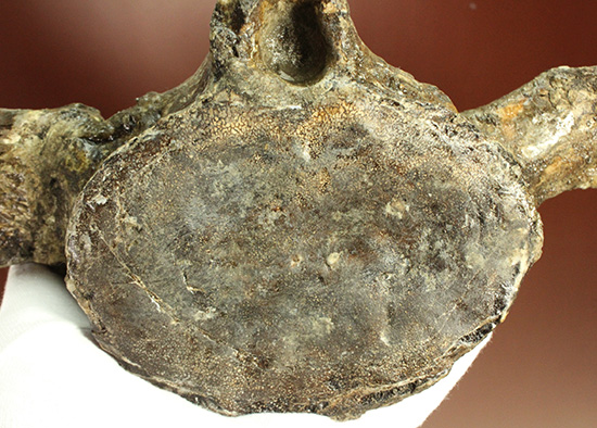 アメリカンネッシーこと首長竜エラスモサウルスの巨大&パーフェクトな脊椎骨化石(Elasmosaurus platyurus)(その8)