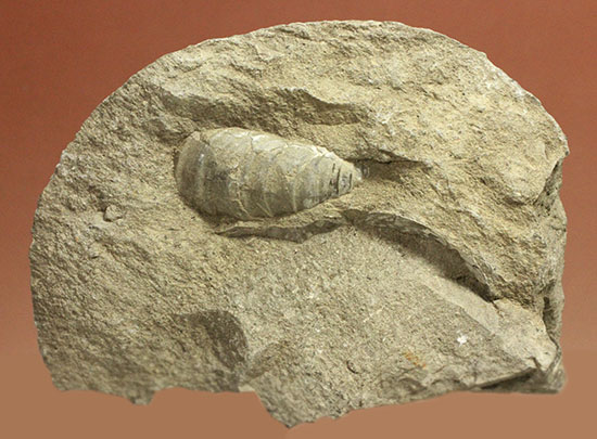 裏面にお楽しみあり！北海道産の二枚貝、イノセラムス（Inoceramus）/中生代白亜紀（1億3500万 -- 6500万年前）【ot769】