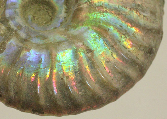 肋にそって虹色に光る、マダガスカルアンモナイト/中生代白亜紀（1億3500万 -- 6500万年前）【an1013】