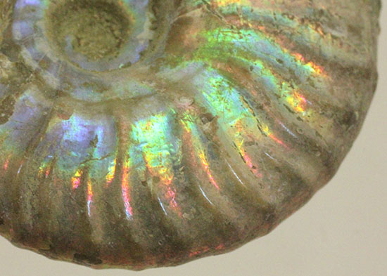 肋にそって虹色に光る、マダガスカルアンモナイト(その2)
