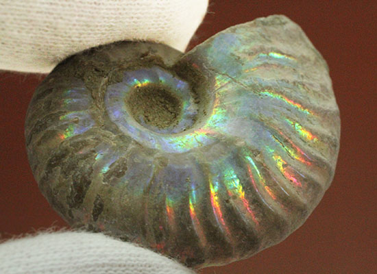 肋にそって虹色に光る、マダガスカルアンモナイト(その3)