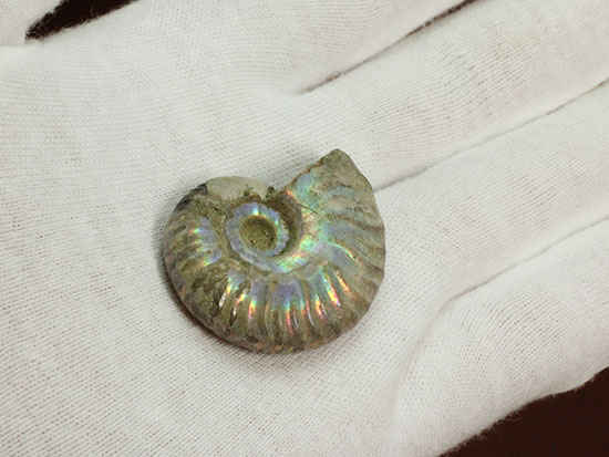 肋にそって虹色に光る、マダガスカルアンモナイト(その5)