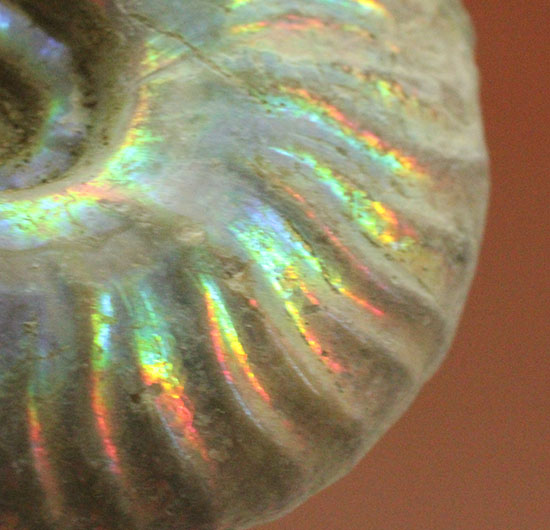 肋にそって虹色に光る、マダガスカルアンモナイト(その6)