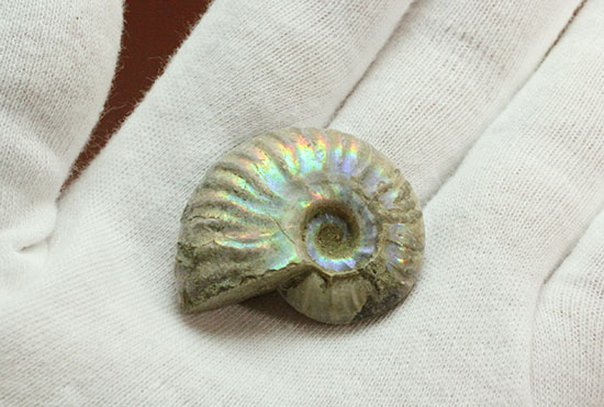 肋にそって虹色に光る、マダガスカルアンモナイト(その7)