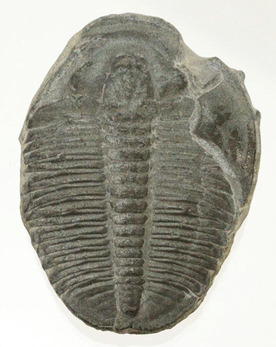 最も優遇の ちょっと大きめ三葉虫化石 その他 おもちゃ・ホビー・グッズ￥32,659-www.dawajen.bh