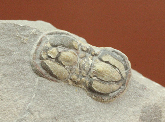 カスタネットのような形がユニークなオルドビス紀三葉虫、ペロノプシス(Peronopsis)/古生代カンブリア紀（5億4200万 -- 5億500万年前）【tr484】