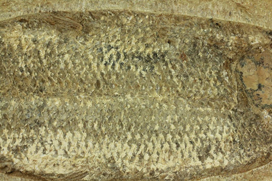 言うことなしのグレートコンディション！約１億1000万年前の魚化石タッリアス・アラリピス(Tharrias araripes)（その10）