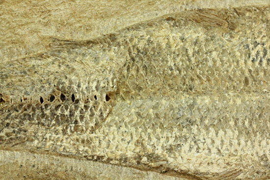 言うことなしのグレートコンディション！約１億1000万年前の魚化石タッリアス・アラリピス(Tharrias araripes)（その12）