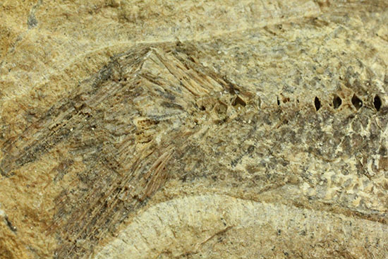 言うことなしのグレートコンディション！約１億1000万年前の魚化石タッリアス・アラリピス(Tharrias araripes)（その13）