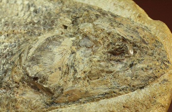 言うことなしのグレートコンディション！約１億1000万年前の魚化石タッリアス・アラリピス(Tharrias araripes)（その16）