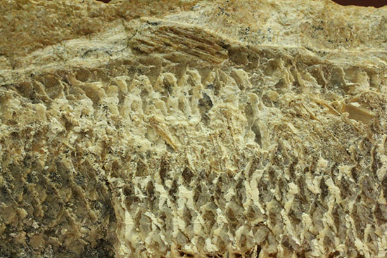 言うことなしのグレートコンディション！約１億1000万年前の魚化石タッリアス・アラリピス(Tharrias araripes)（その17）