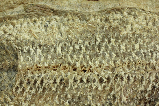 言うことなしのグレートコンディション！約１億1000万年前の魚化石タッリアス・アラリピス(Tharrias araripes)（その18）