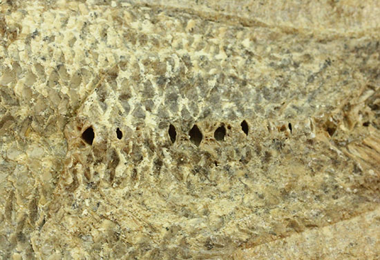 言うことなしのグレートコンディション！約１億1000万年前の魚化石タッリアス・アラリピス(Tharrias araripes)（その19）
