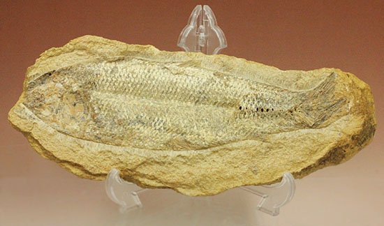 言うことなしのグレートコンディション！約１億1000万年前の魚化石タッリアス・アラリピス(Tharrias araripes)（その2）