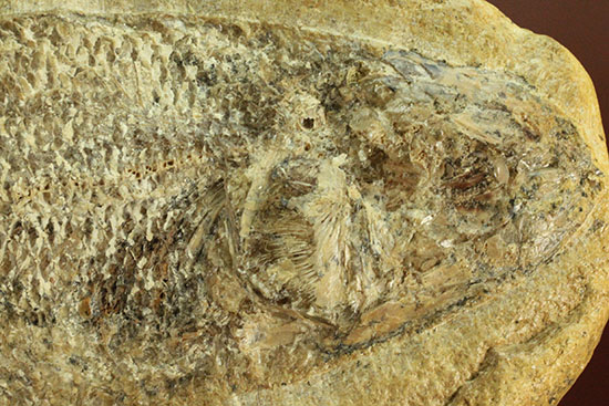 言うことなしのグレートコンディション！約１億1000万年前の魚化石タッリアス・アラリピス(Tharrias araripes)（その4）