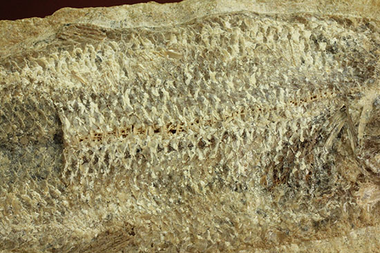 言うことなしのグレートコンディション！約１億1000万年前の魚化石タッリアス・アラリピス(Tharrias araripes)（その5）