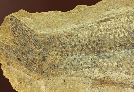 言うことなしのグレートコンディション！約１億1000万年前の魚化石タッリアス・アラリピス(Tharrias araripes)（その6）