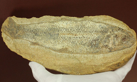 言うことなしのグレートコンディション！約１億1000万年前の魚化石タッリアス・アラリピス(Tharrias araripes)（その7）