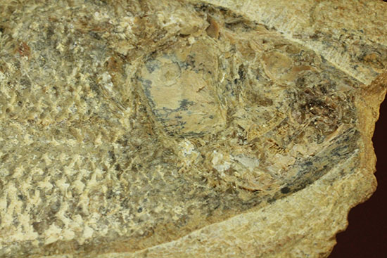 言うことなしのグレートコンディション！約１億1000万年前の魚化石タッリアス・アラリピス(Tharrias araripes)（その9）