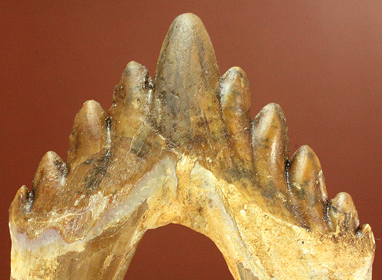 新生代の一時期、食物連鎖の頂点にあったバシロサウルスの下顎の奥歯の化石（Basilosaurus）（その1）