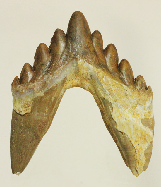 新生代の一時期、食物連鎖の頂点にあったバシロサウルスの下顎の奥歯の化石（Basilosaurus）（その10）