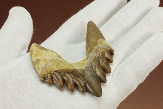 新生代の一時期、食物連鎖の頂点にあったバシロサウルスの下顎の奥歯の化石（Basilosaurus）（その11）