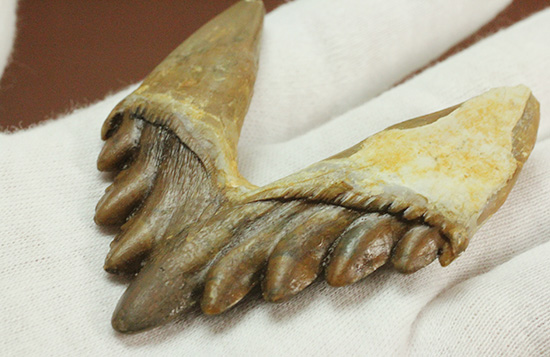 新生代の一時期、食物連鎖の頂点にあったバシロサウルスの下顎の奥歯の化石（Basilosaurus）/新生代（6500万年前 -- 現在）【ot771】