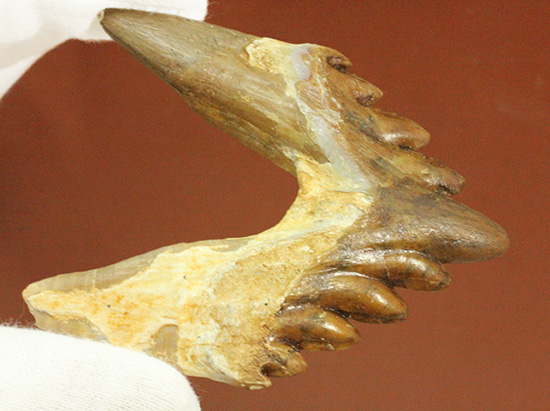 新生代の一時期、食物連鎖の頂点にあったバシロサウルスの下顎の奥歯の化石（Basilosaurus）（その9）
