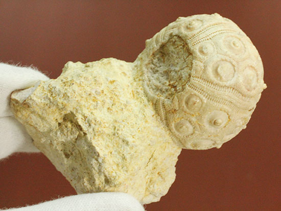 白亜紀の海に生息していたウニ（ドロシダリス・タウゼンシス）の化石。驚くべき外殻の保存状態（その12）