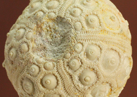 白亜紀の海に生息していたウニ（ドロシダリス・タウゼンシス）の化石。驚くべき外殻の保存状態（その14）