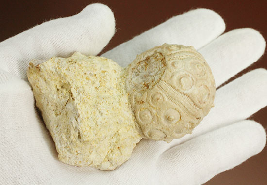 白亜紀の海に生息していたウニ（ドロシダリス・タウゼンシス）の化石。驚くべき外殻の保存状態（その5）