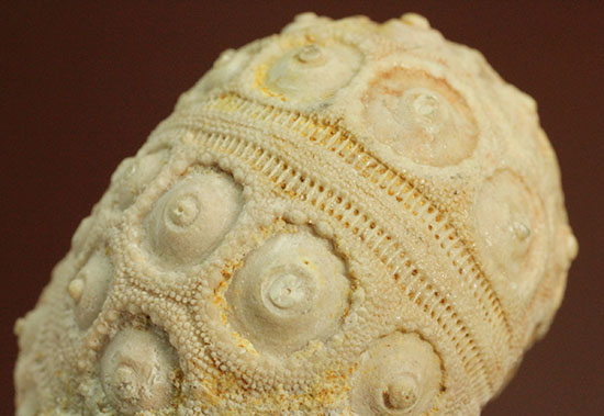 白亜紀の海に生息していたウニ（ドロシダリス・タウゼンシス）の化石。驚くべき外殻の保存状態（その7）