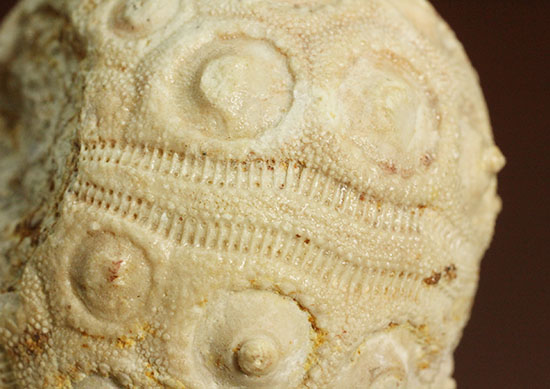 白亜紀の海に生息していたウニ（ドロシダリス・タウゼンシス）の化石。驚くべき外殻の保存状態（その9）
