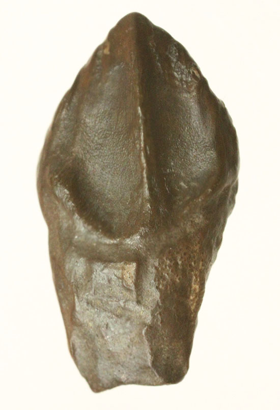 先端が欠けていない、かつ希少なダブルルートを持つトリケラトプスの歯化石(Triceratops horridus)（その11）