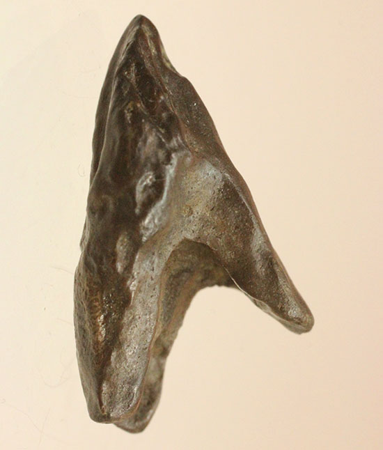 先端が欠けていない、かつ希少なダブルルートを持つトリケラトプスの歯化石(Triceratops horridus)（その4）