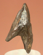 先端が欠けていない、かつ希少なダブルルートを持つトリケラトプスの歯化石(Triceratops horridus)
