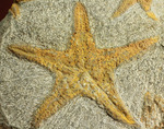 リストアのない貴重なクモヒトデのマルチプレート化石。見事な星形！
