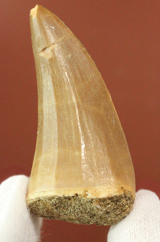 周長6.5cmで太い!海のティラノサウルスこと、モササウルスの良質歯(Msasaurus)(その1)