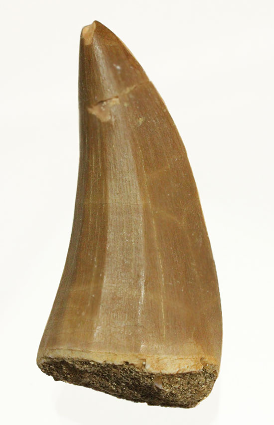 周長6.5cmで太い!海のティラノサウルスこと、モササウルスの良質歯(Msasaurus)(その10)