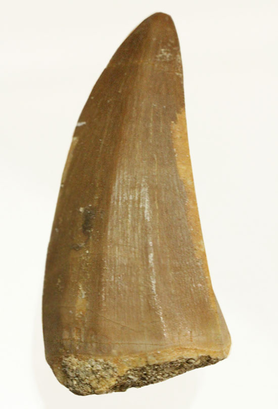 周長6.5cmで太い!海のティラノサウルスこと、モササウルスの良質歯(Msasaurus)(その11)