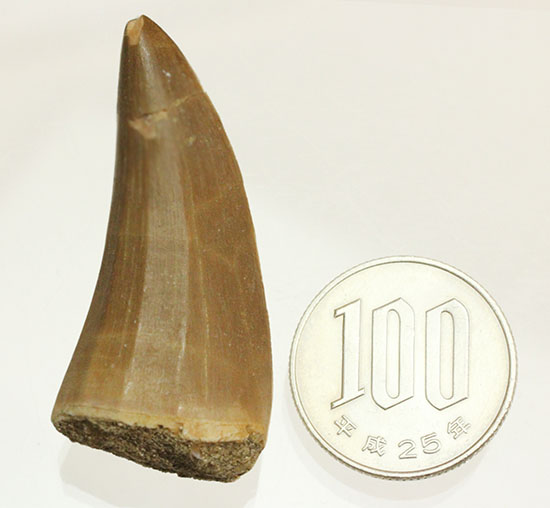 周長6.5cmで太い!海のティラノサウルスこと、モササウルスの良質歯(Msasaurus)(その13)