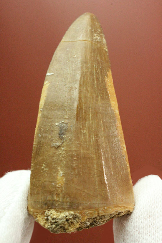周長6.5cmで太い!海のティラノサウルスこと、モササウルスの良質歯(Msasaurus)(その9)