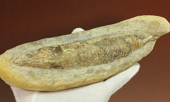 ウロコびっしり＆立体的！1億1000万年前のブラジル産魚化石