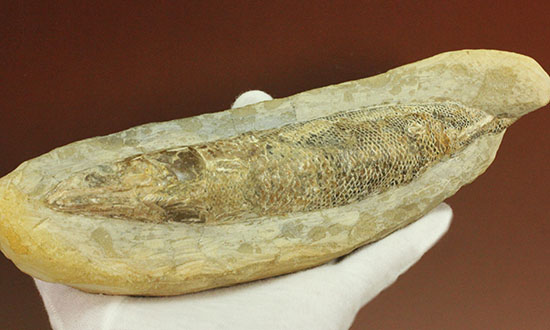 ウロコびっしり&立体的!1億1000万年前のブラジル産魚化石、ラコレピス(その1)