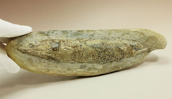 ウロコびっしり＆立体的！1億1000万年前のブラジル産魚化石、ラコレピス（その13）