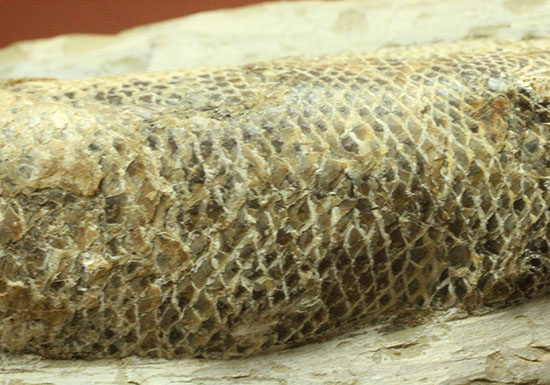 ウロコびっしり&立体的!1億1000万年前のブラジル産魚化石、ラコレピス(その14)