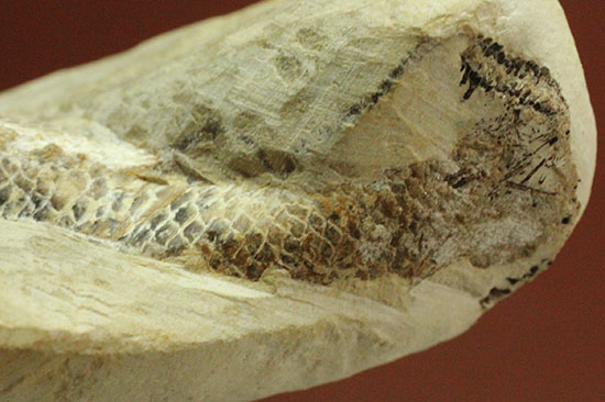 ウロコびっしり＆立体的！1億1000万年前のブラジル産魚化石、ラコレピス（その16）